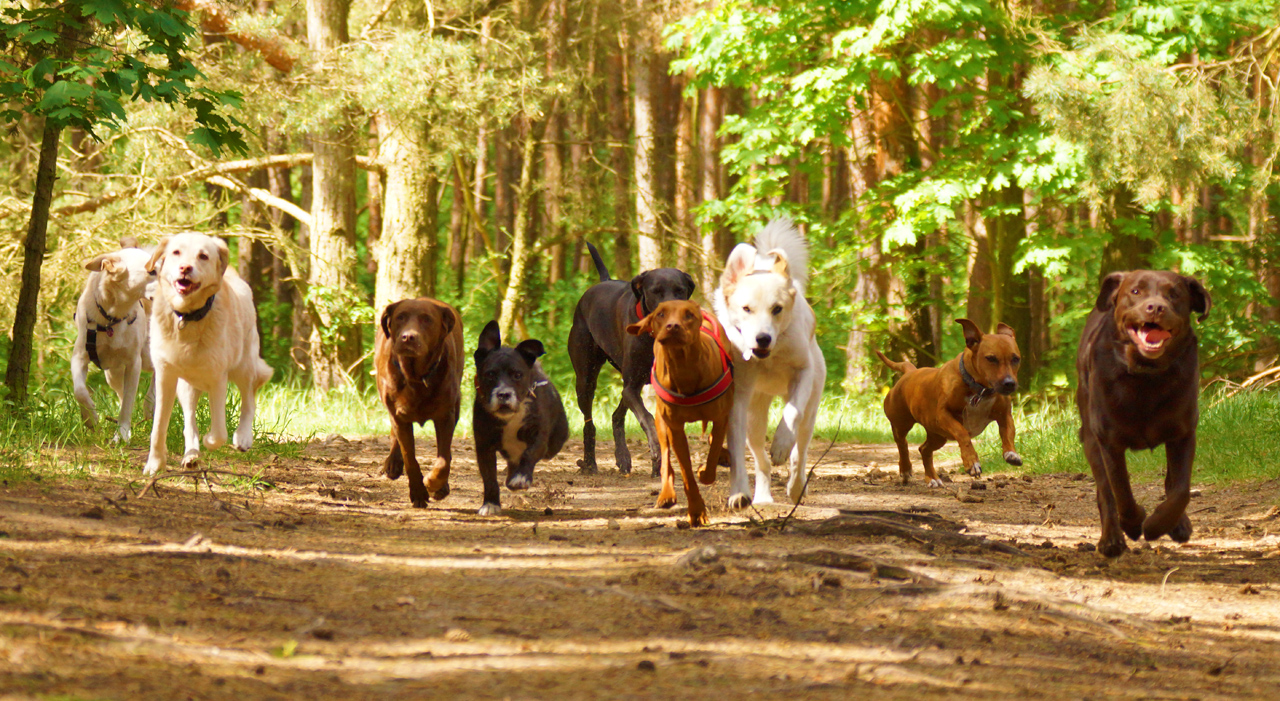 Auslaufservice Friedrichshain